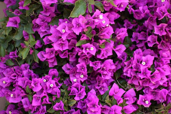 FLEURS