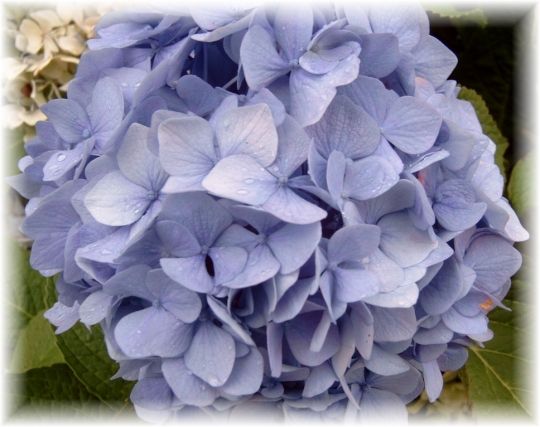 FLEURS