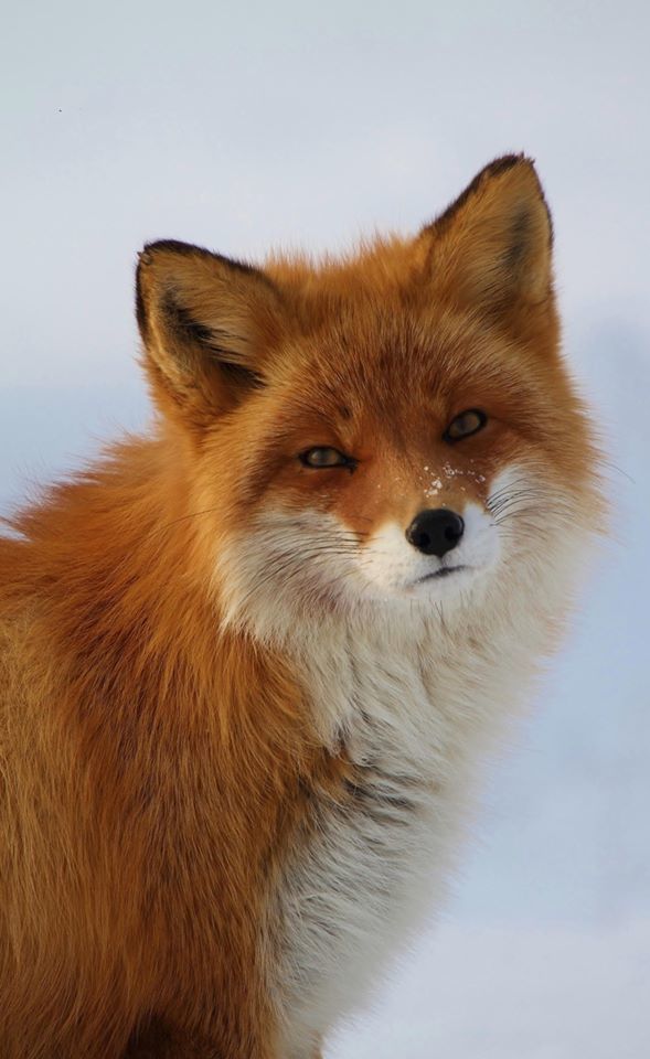RENARD